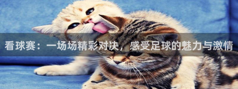 看球赛：一场场精彩对决，感受足球的魅力与激情